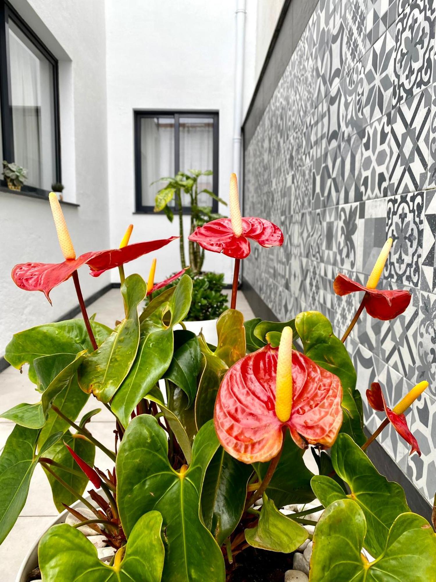 Íris House Vila Ponta Delgada Exterior foto